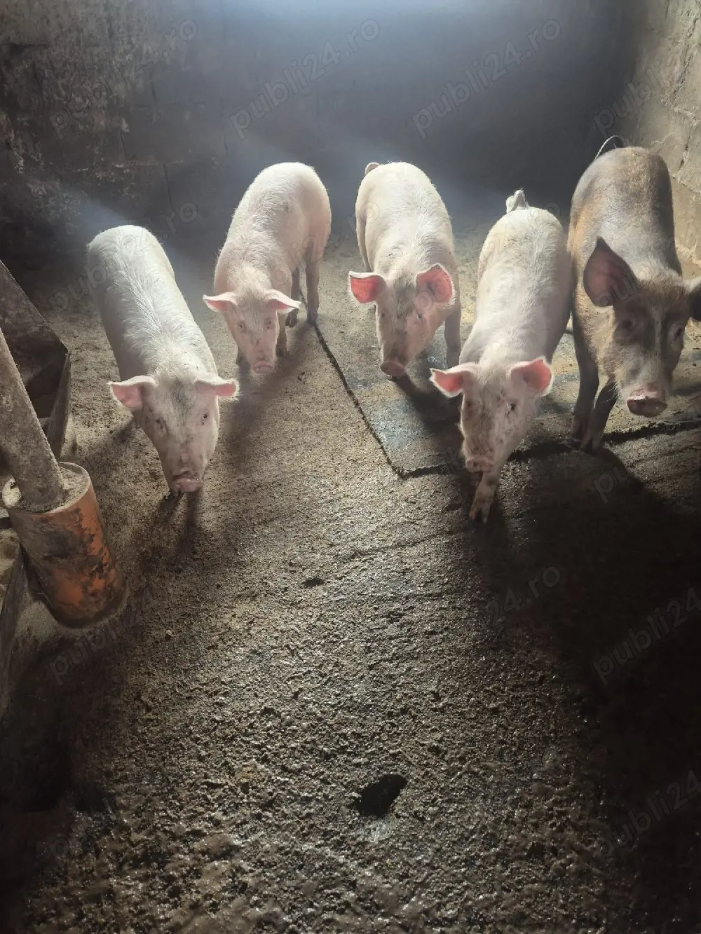 purceii grasuni de vânzare 