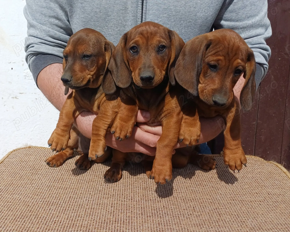 Baieti teckel standard