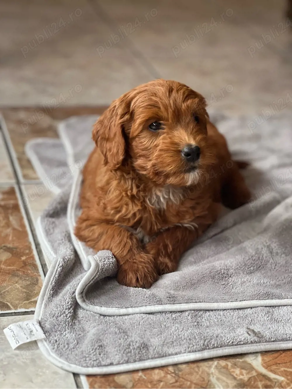 Pui Goldendoodle F1b   băiat și fată, vaccinați, disponibili imediat