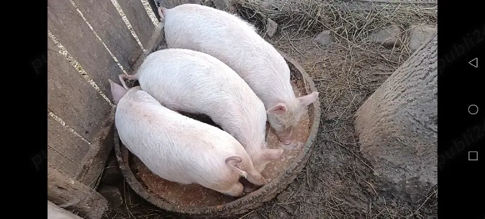 de vanzare 1.sau 2 purcelușe din 3 la alegere