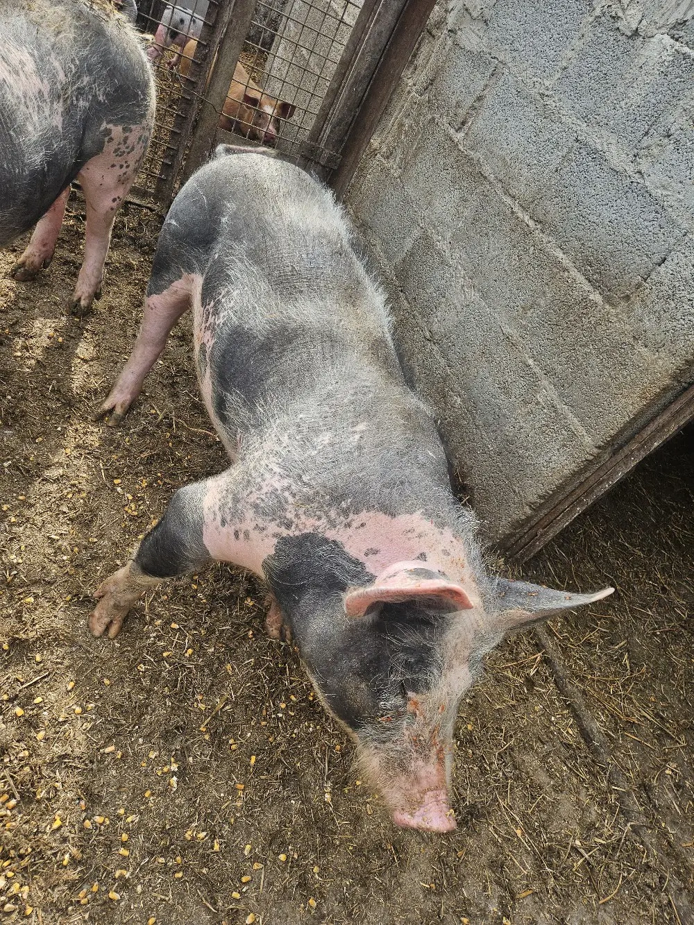 Scroafa rasa pietrain 