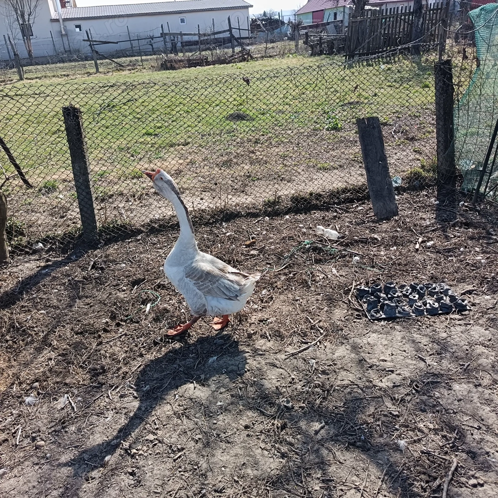 Disponibile 2 perechi de gaste 