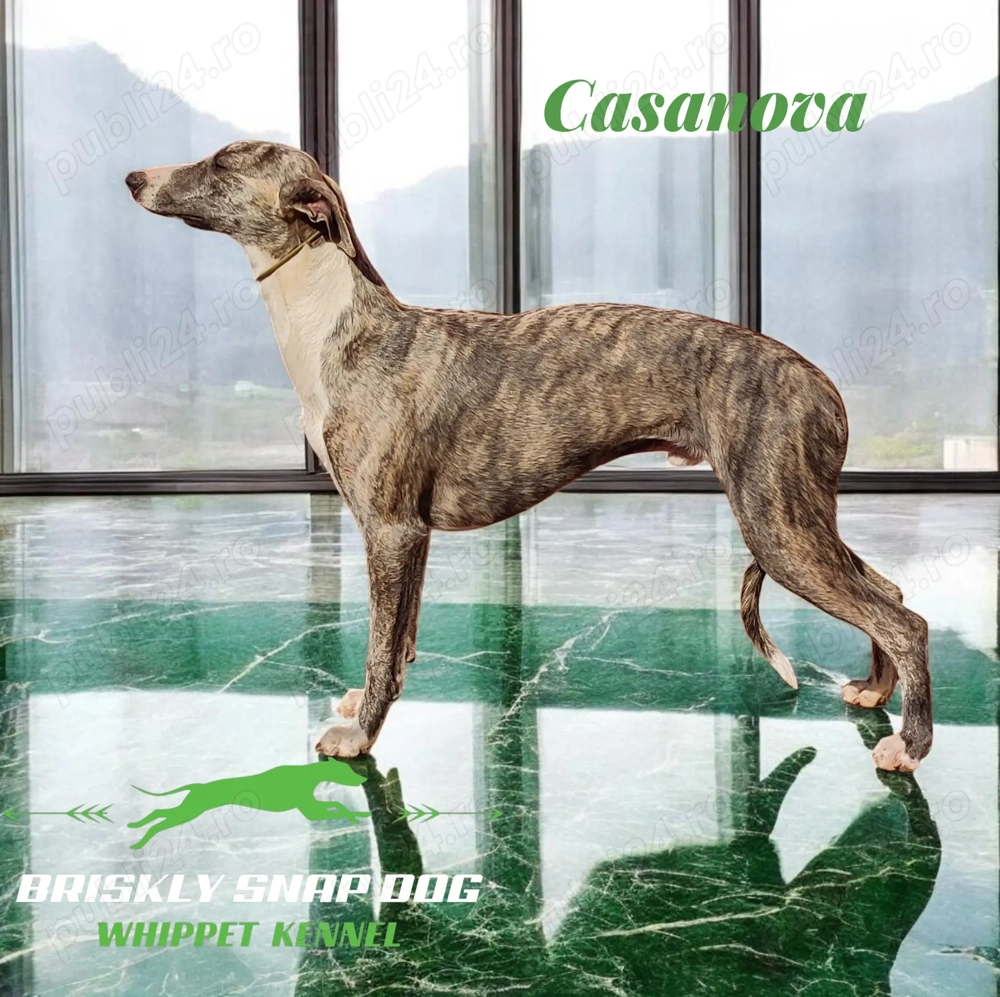 Pui whippet cu pedigree