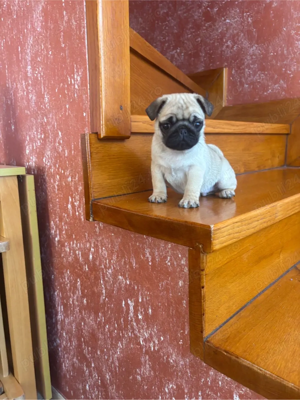 Puiuti de Mops Pug