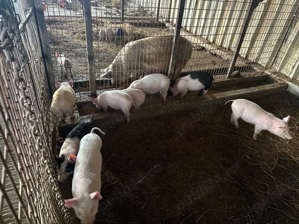 Vand purcei durok cu marele alb