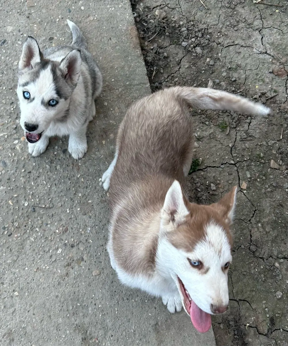 Husky Siberian 