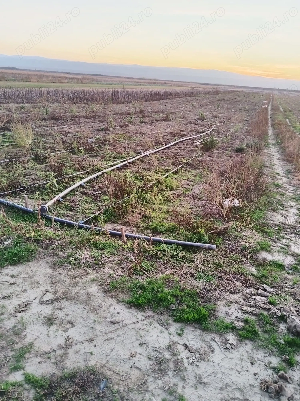 Teren Agricol de Vanzare Extravilan (Arabil), Fertil, 1 ha.