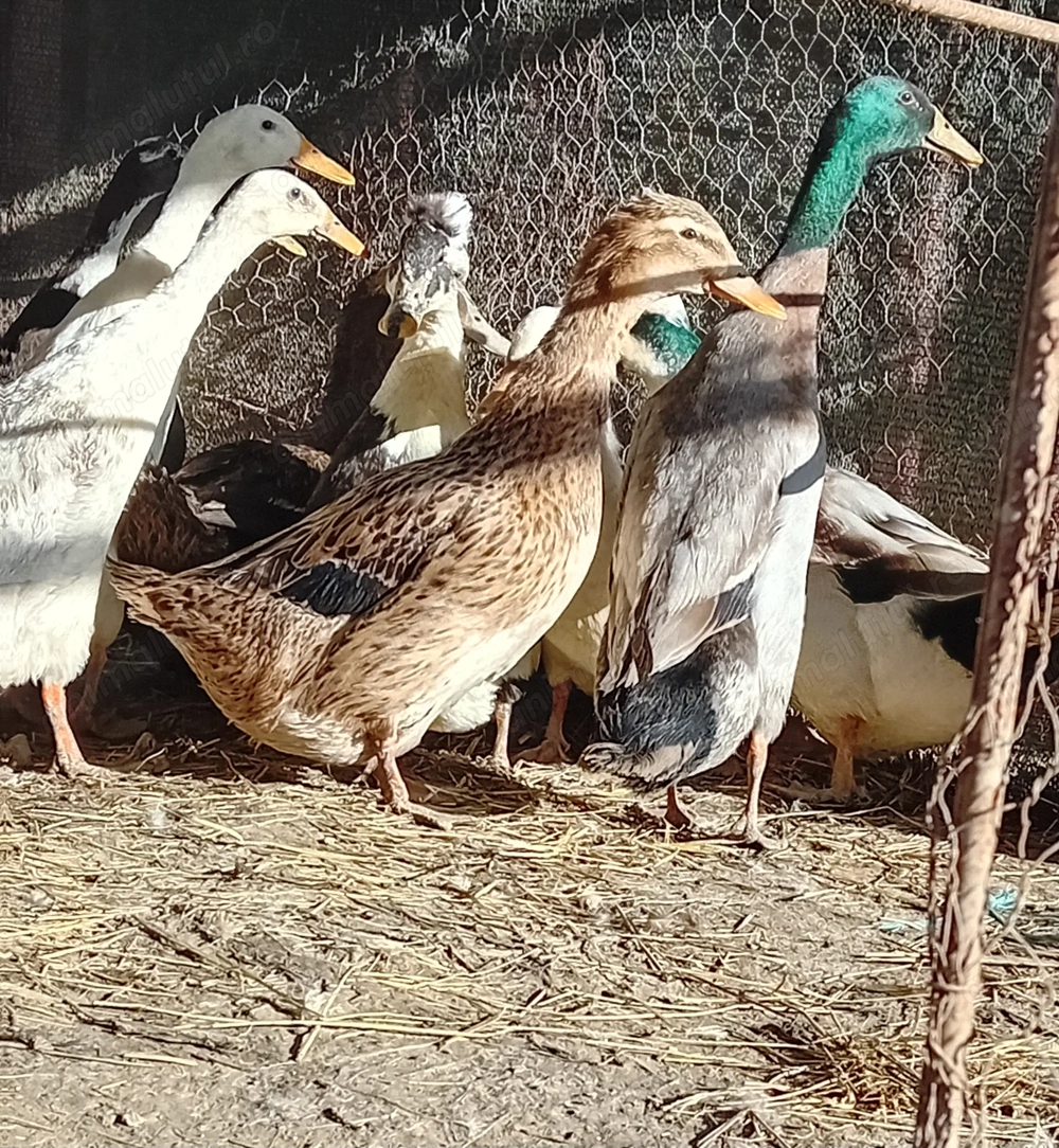 Vand familie de rațe indiene alergătoare și o rață albastru suedez