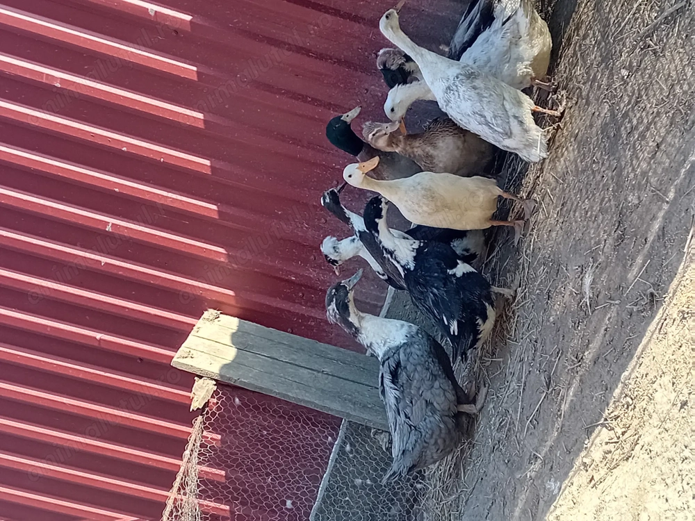 Vand familie de rațe indiene și o rață albastru suedez