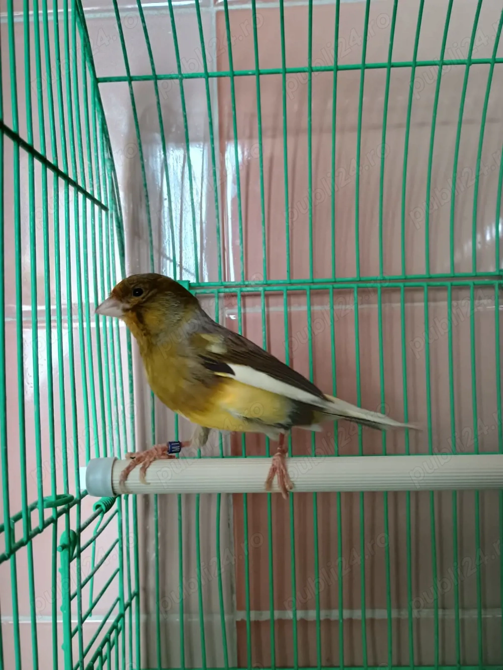 Vând canar 2023 cănăriță 2024 și colivie