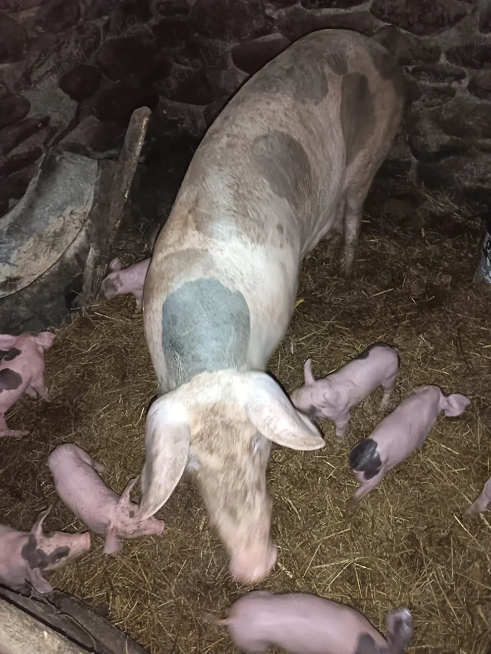 scroafa fatata de vînzare