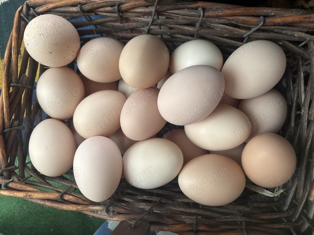 Ouă de casă proaspete 