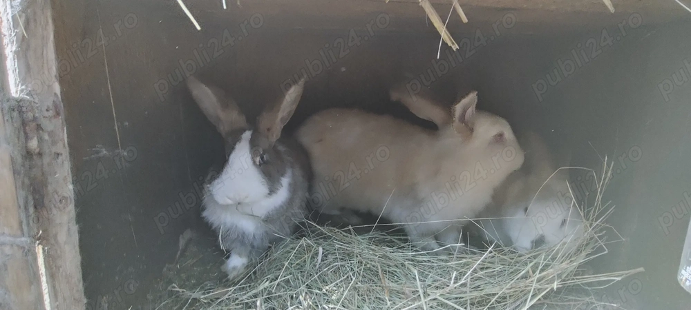 Vând iepuri de rasă mixtă 