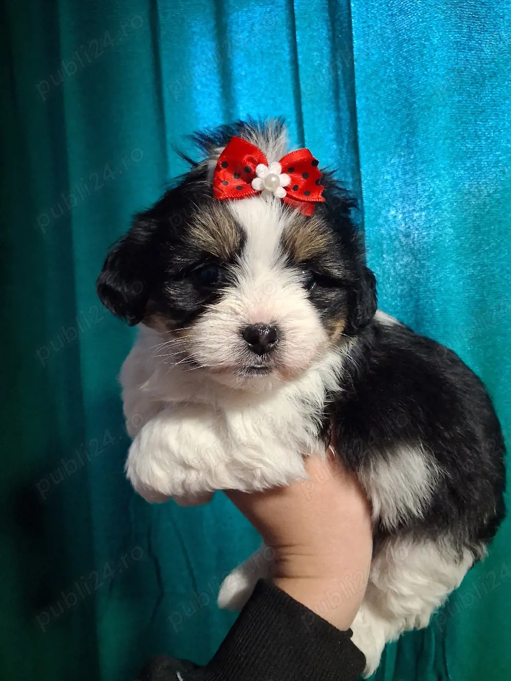 Bichon havanez talie mica