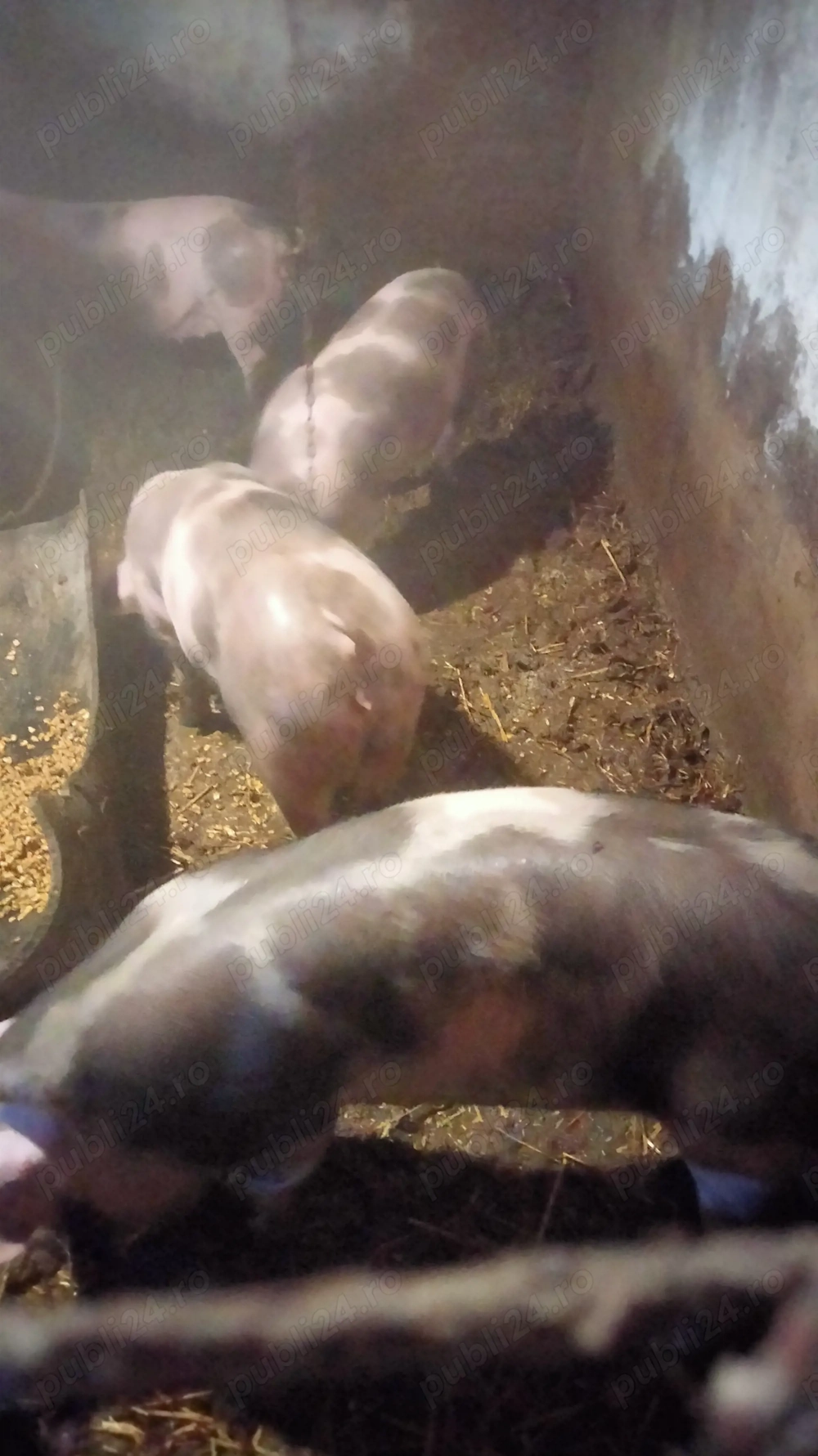 3 purcele de vînzare 