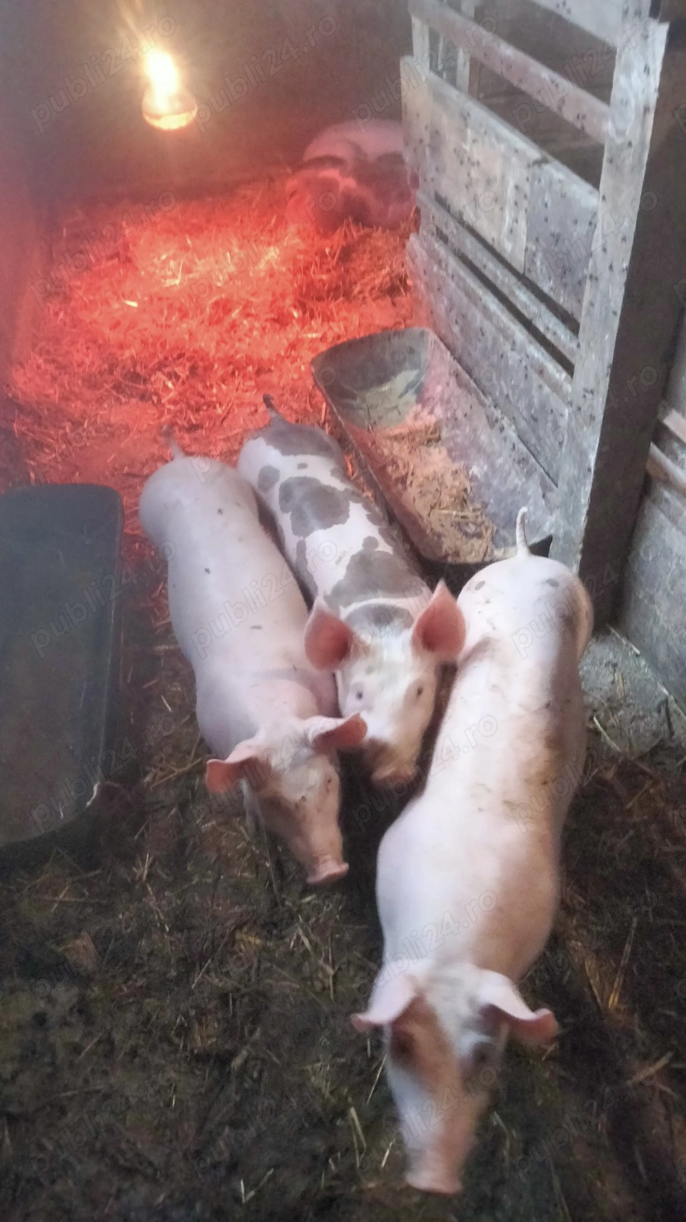 3 vieri și 3 purcele 