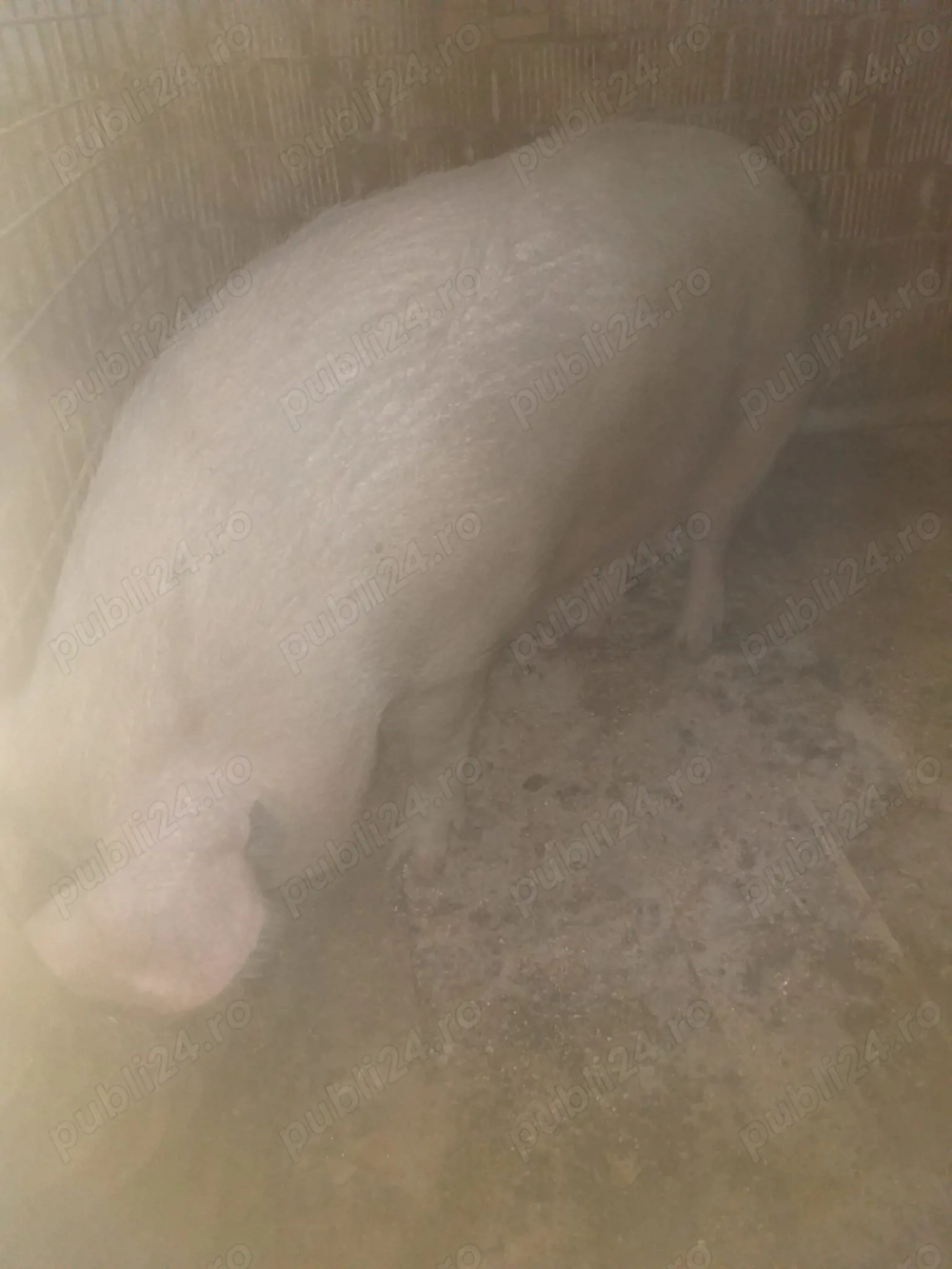 Vand porc gras 180 kg