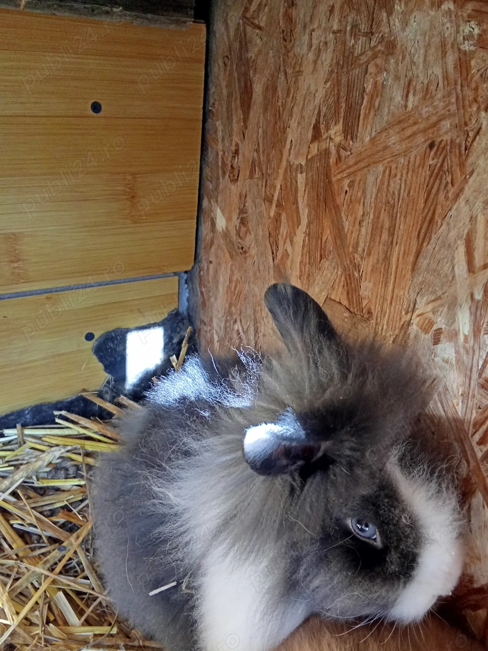 Donez iepurași cap de leu 