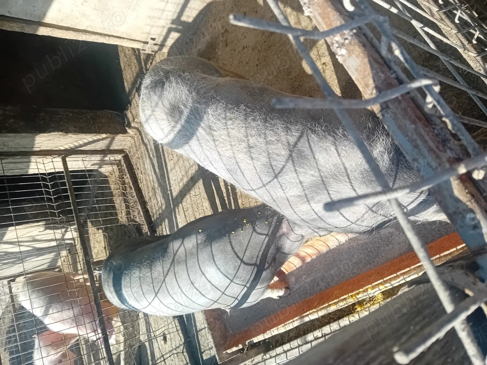 Vând 2 porci rasa carne