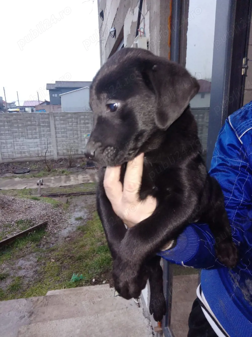 Cațelusă  Labrador Retriver