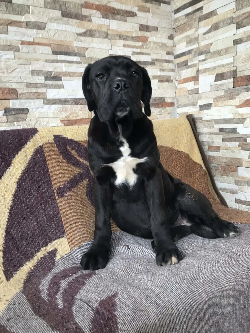 pui femela cane corso pedigree fci