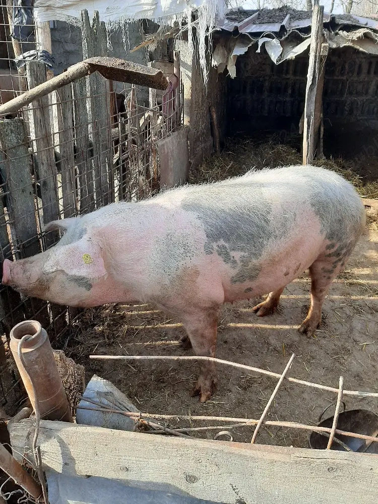 vand patru porci 170kg 180kg