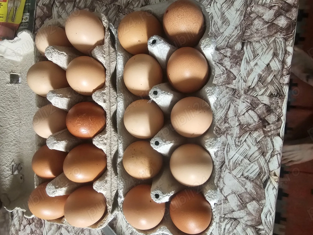 Oua proaspete de tara