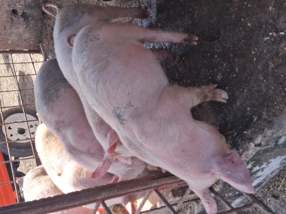 Purcei  carne de vanzare 