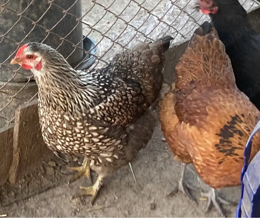 Pui de gaina metisi din rase f bune