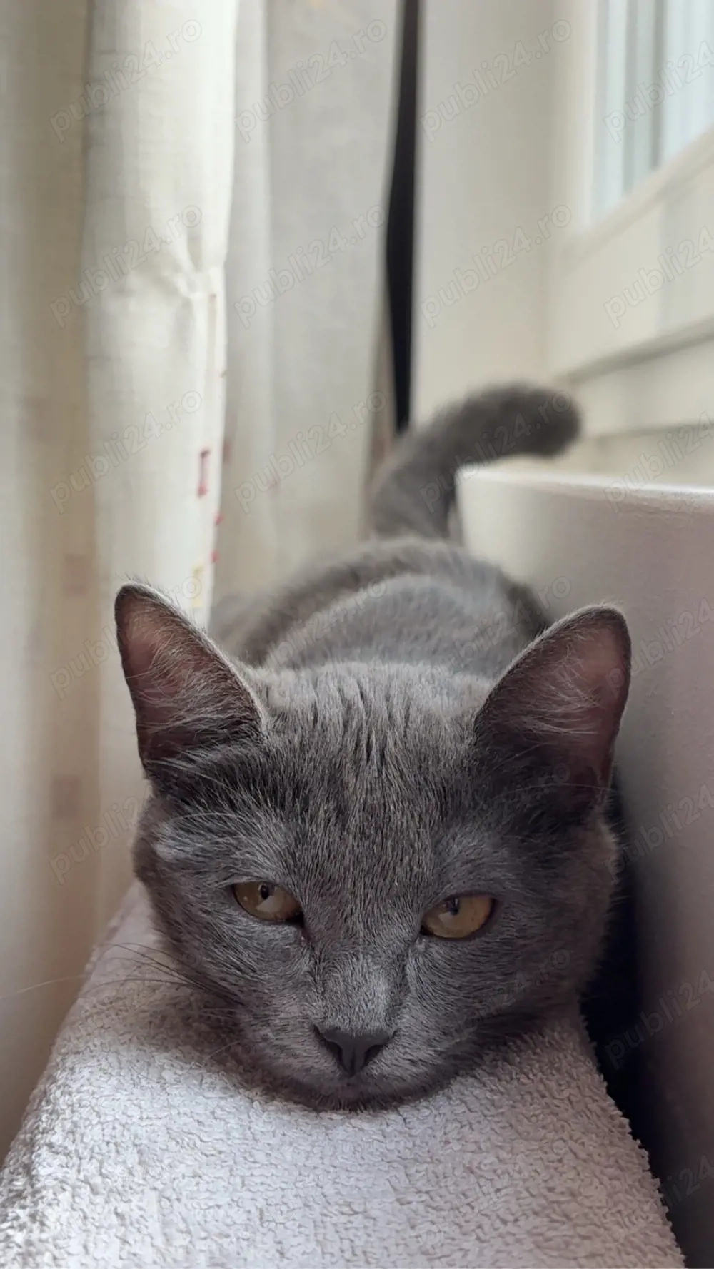 Vând pui de british  :)