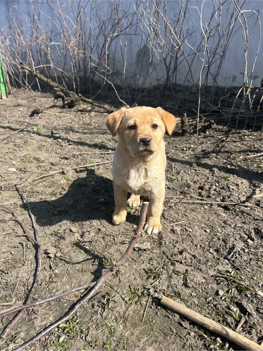Catei Labrador Retriever 