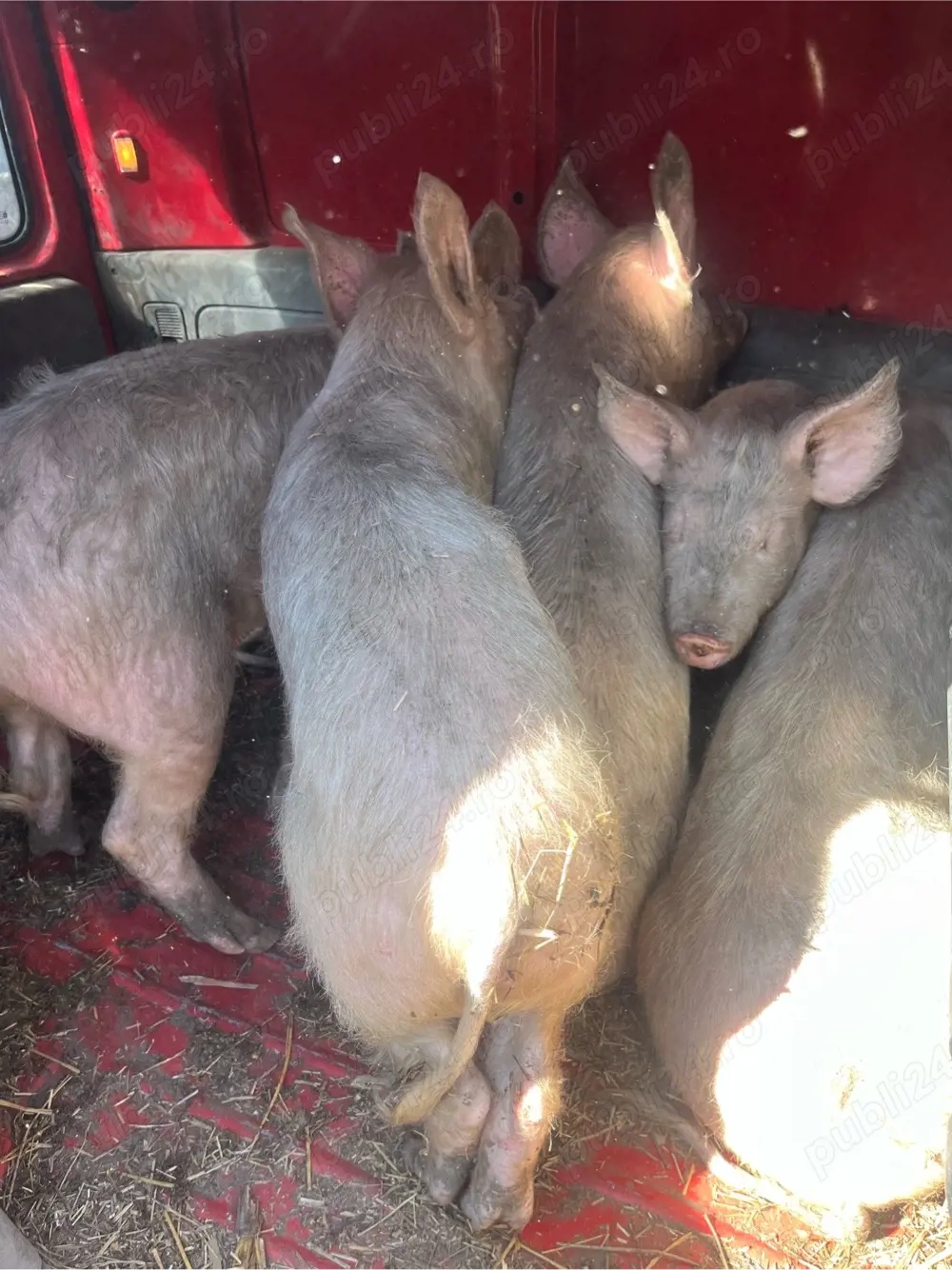 vand suldei 6 buc 50 kg buc 