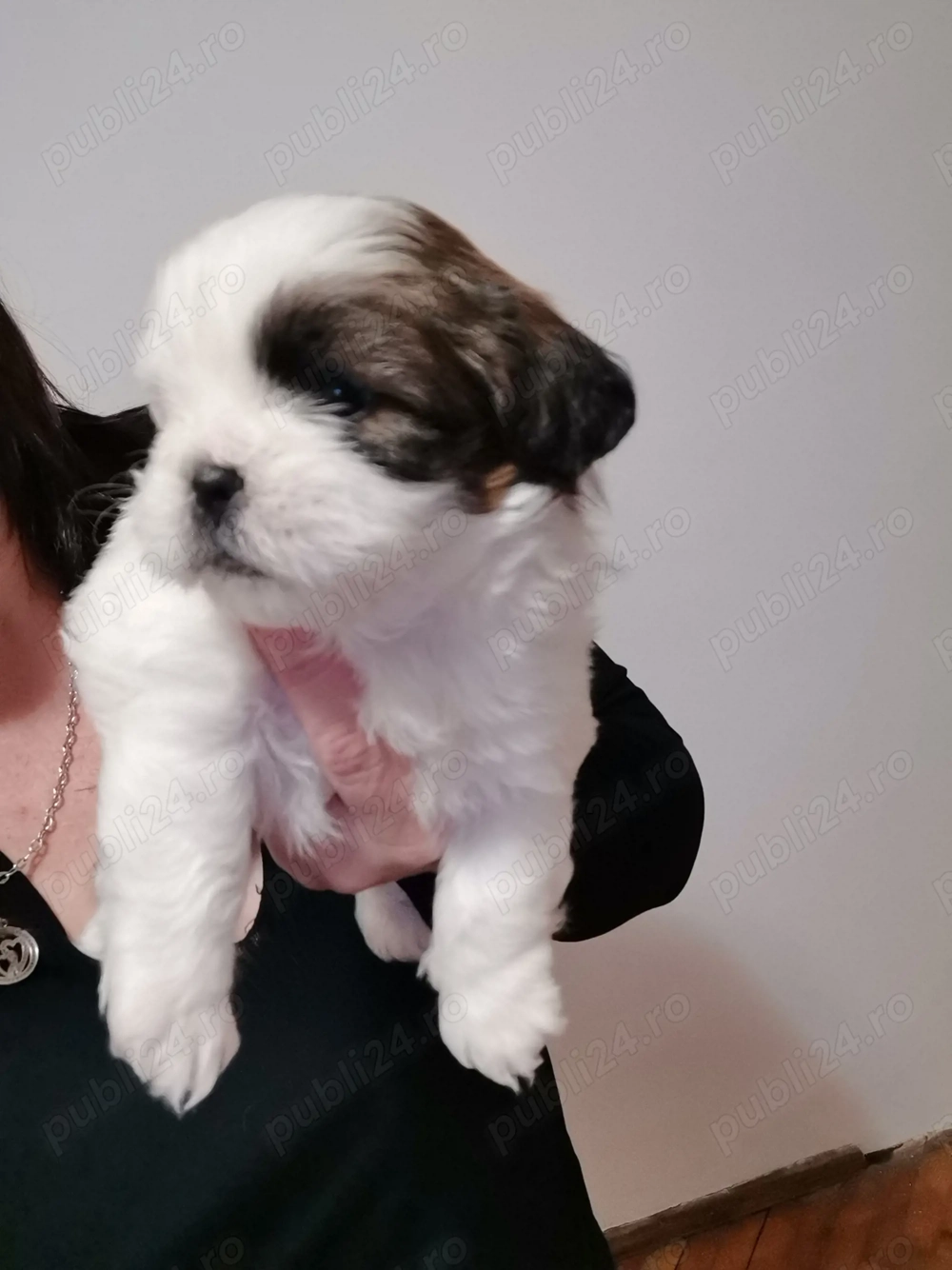 Vand catelus rasa shitzu Pura 