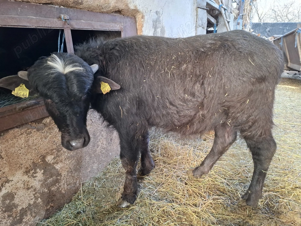 Vand tauras de bivol