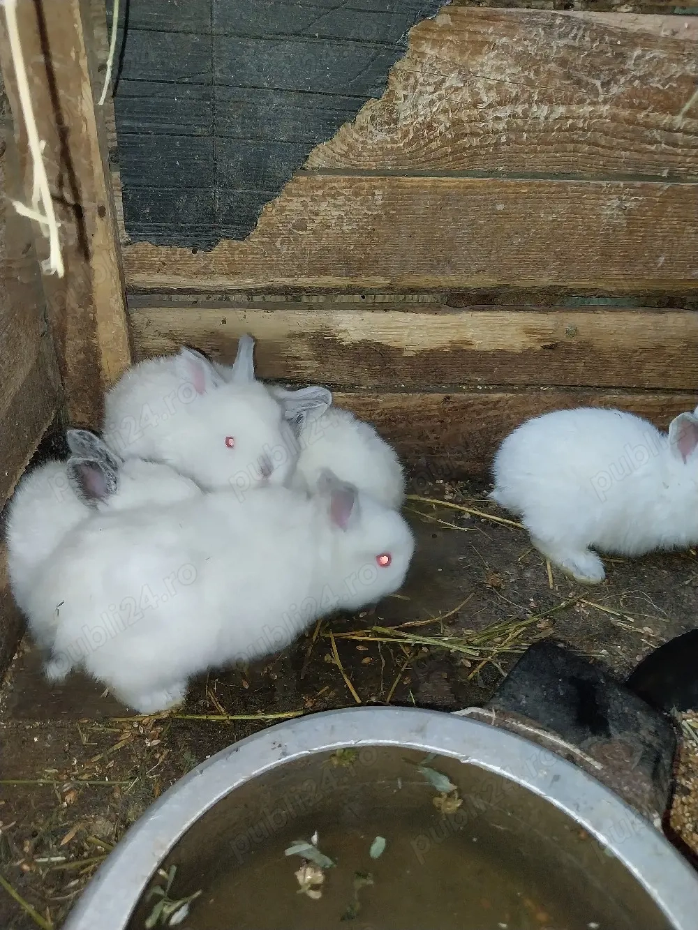 vand iepurasi in varsta de 1 luna