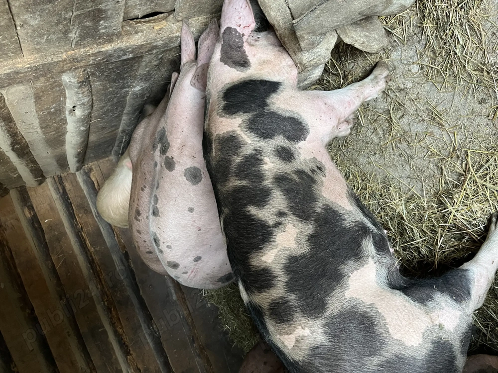 De vânzare porci de casă 