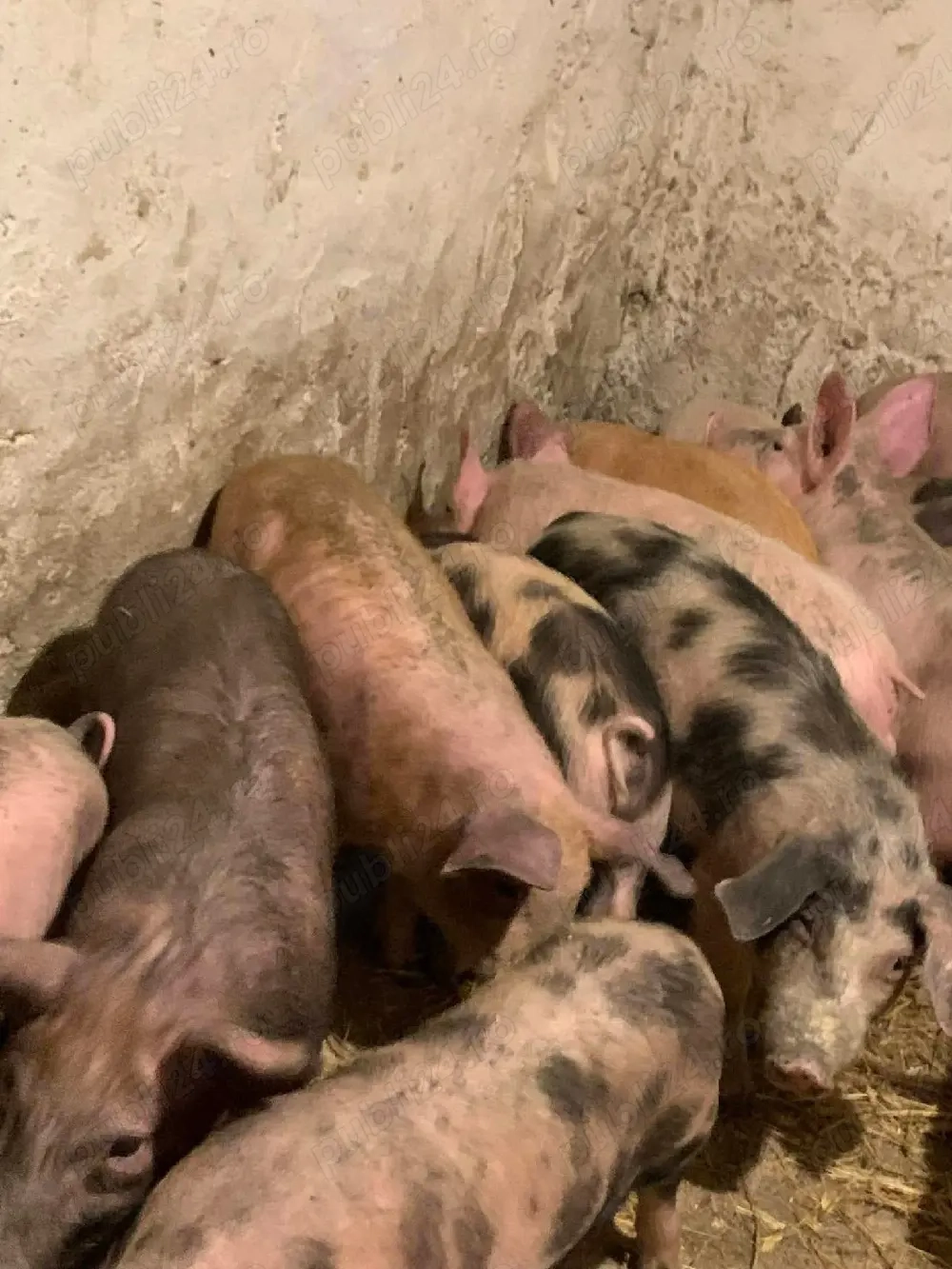 purcei rasa petran cu duroc