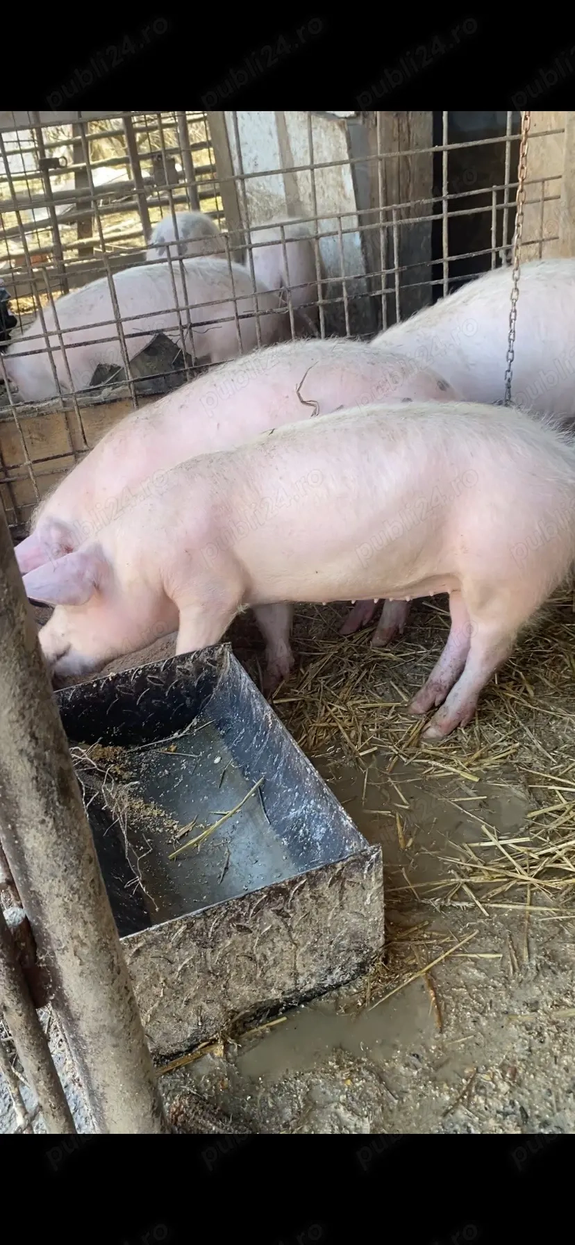 9 șoldani 40-50 kg 5 scrofite 4 mascuri