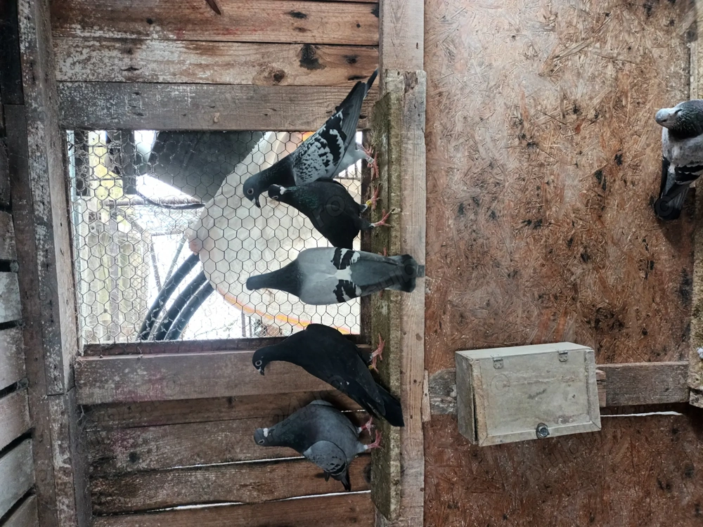 Porumbei voiajori de concurs 