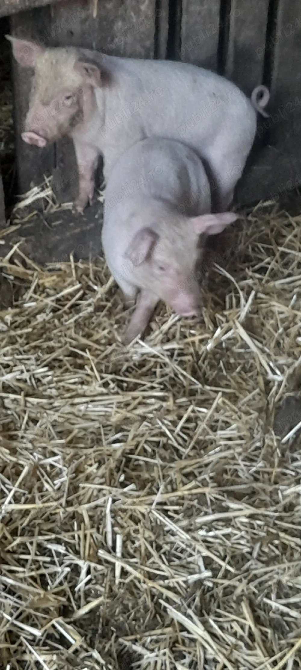 purcei  landras cu petrean