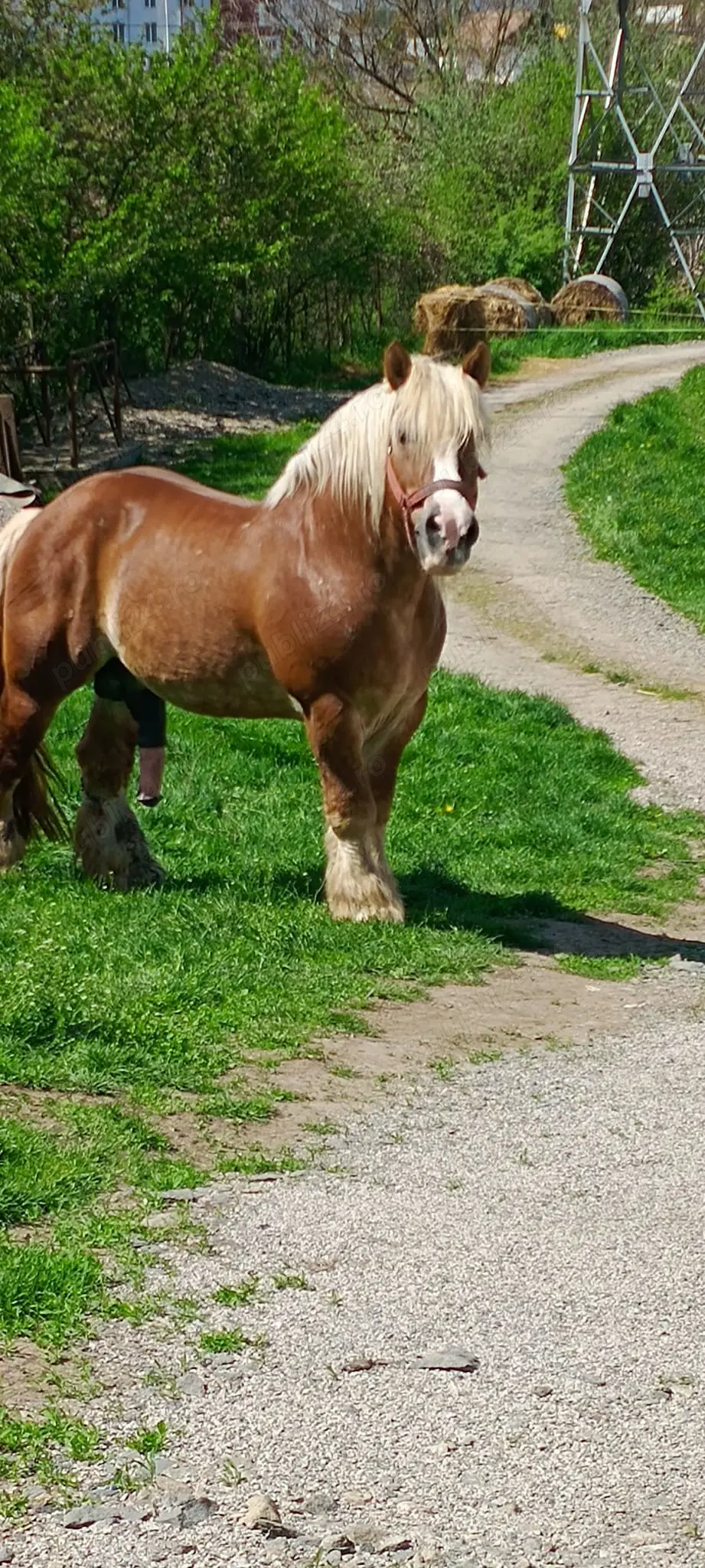 Dau armasari la monta