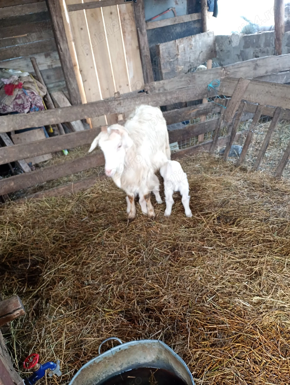 Bună ziua vând 3 capre cu 4 iezi 