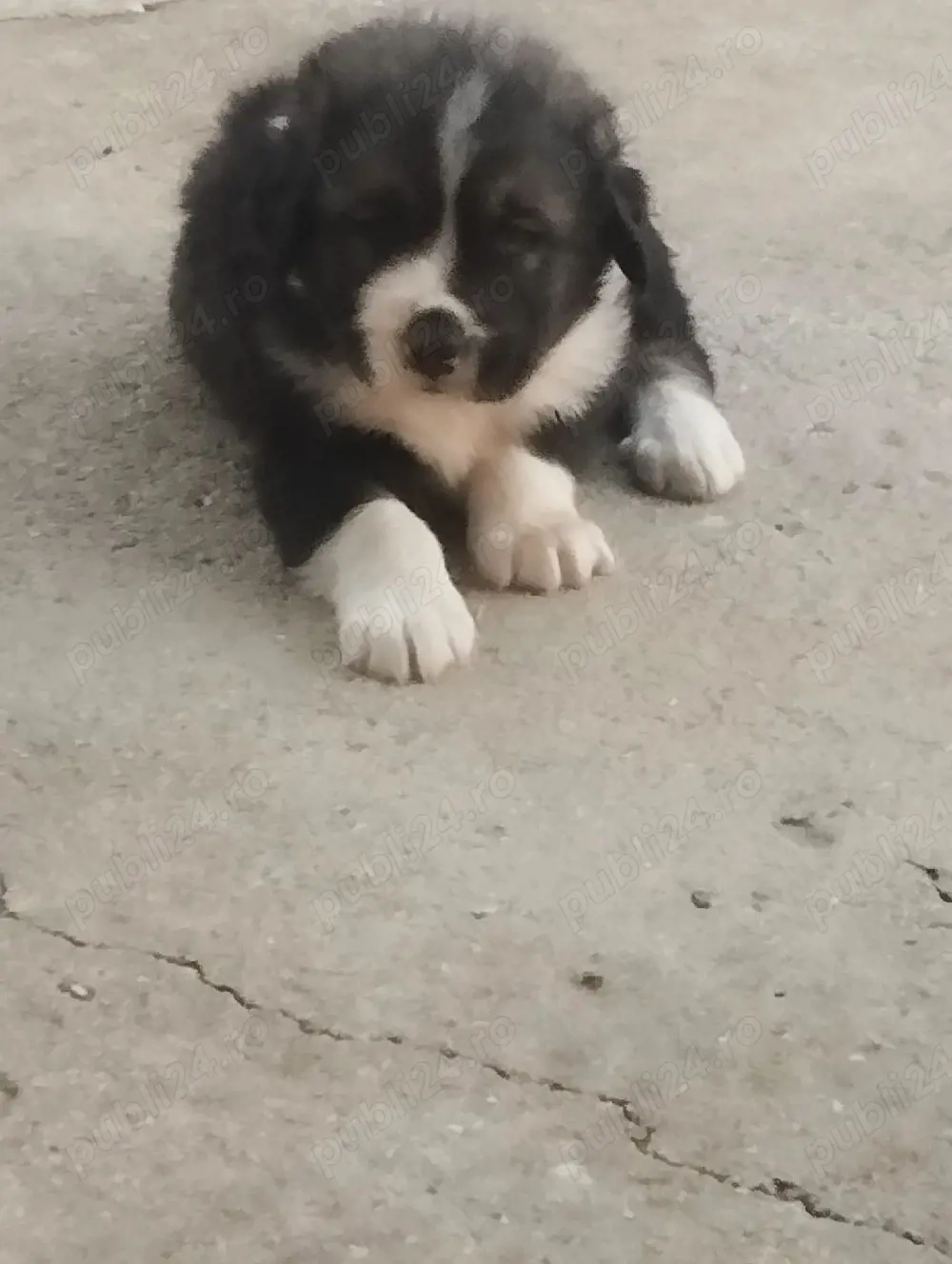 cateii Ciobanesc caucazian 