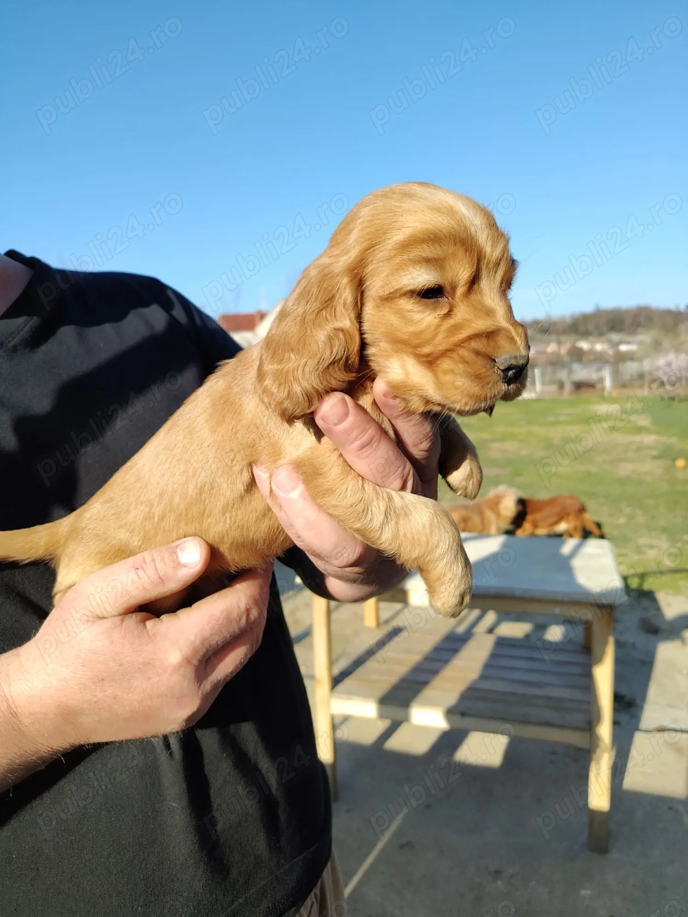 Catel Cocker Spaniel