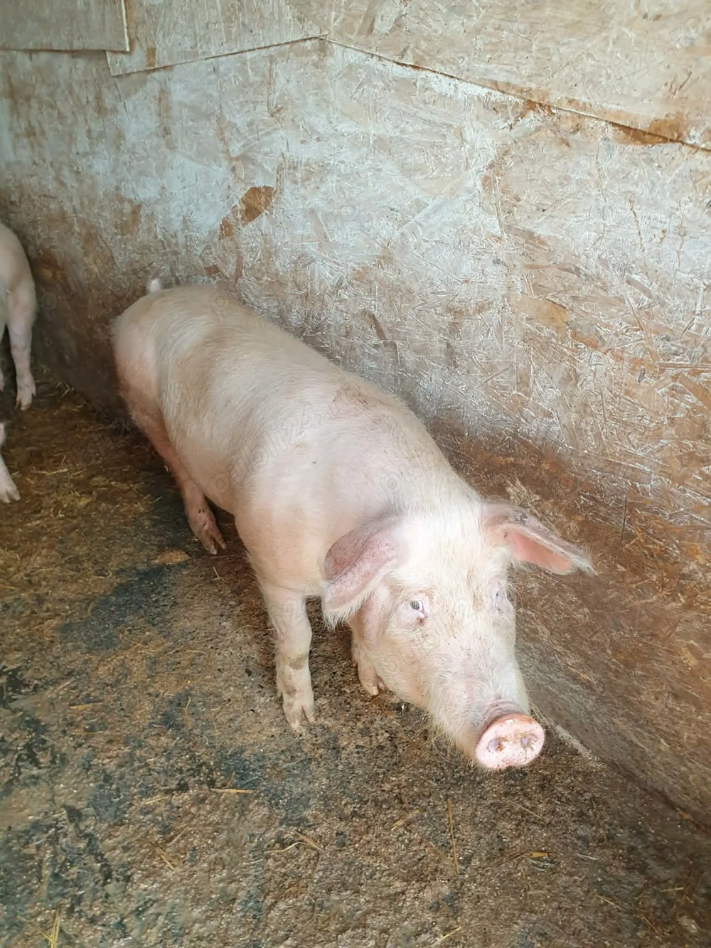 Disponibil porc spre vânzare 