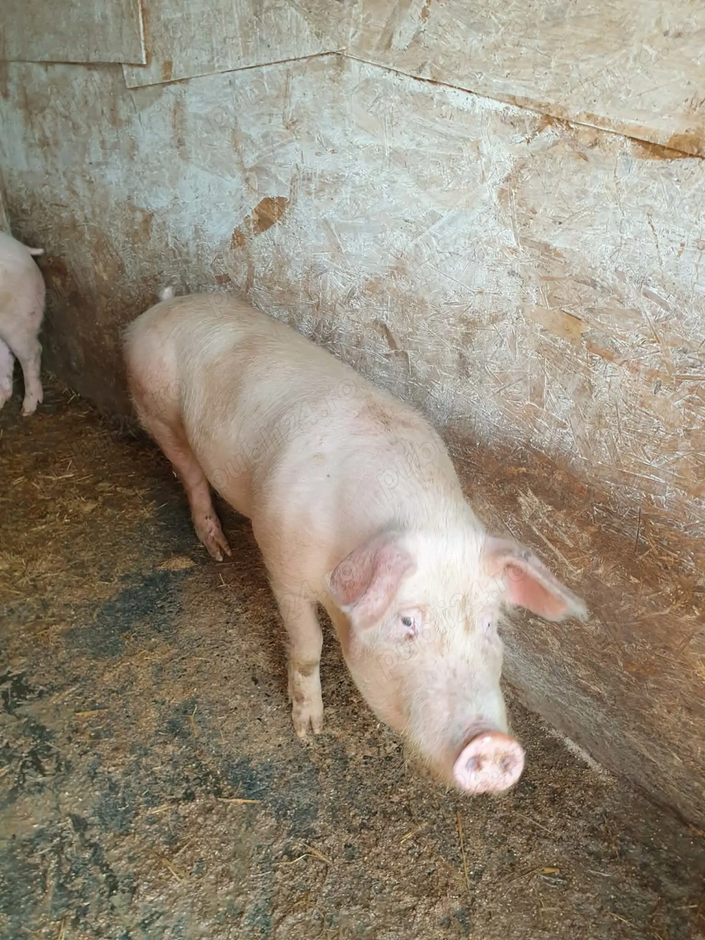 Disponibili spre vânzare porc landrace