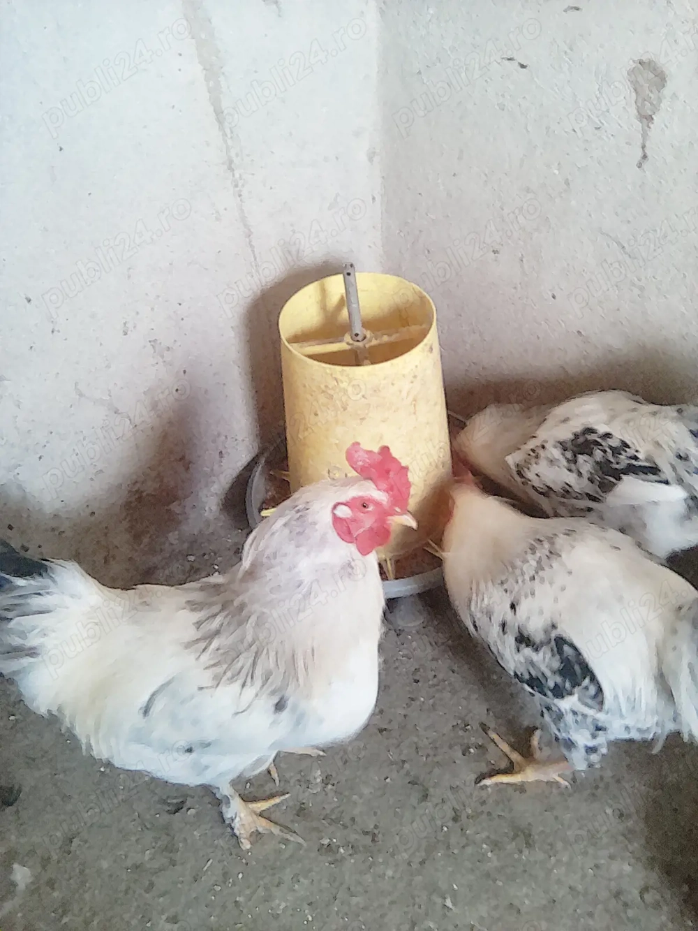 cocosi  de anul trecut