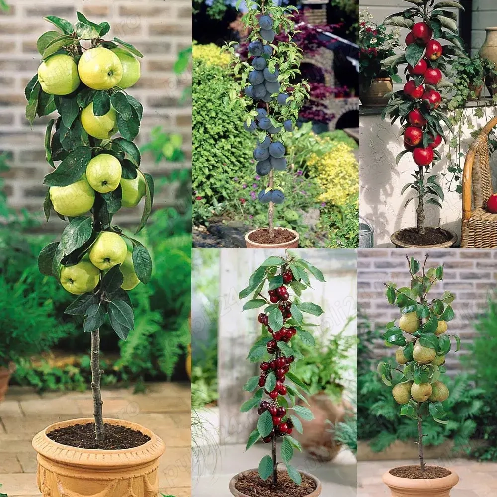 pomi fructiferi columnari