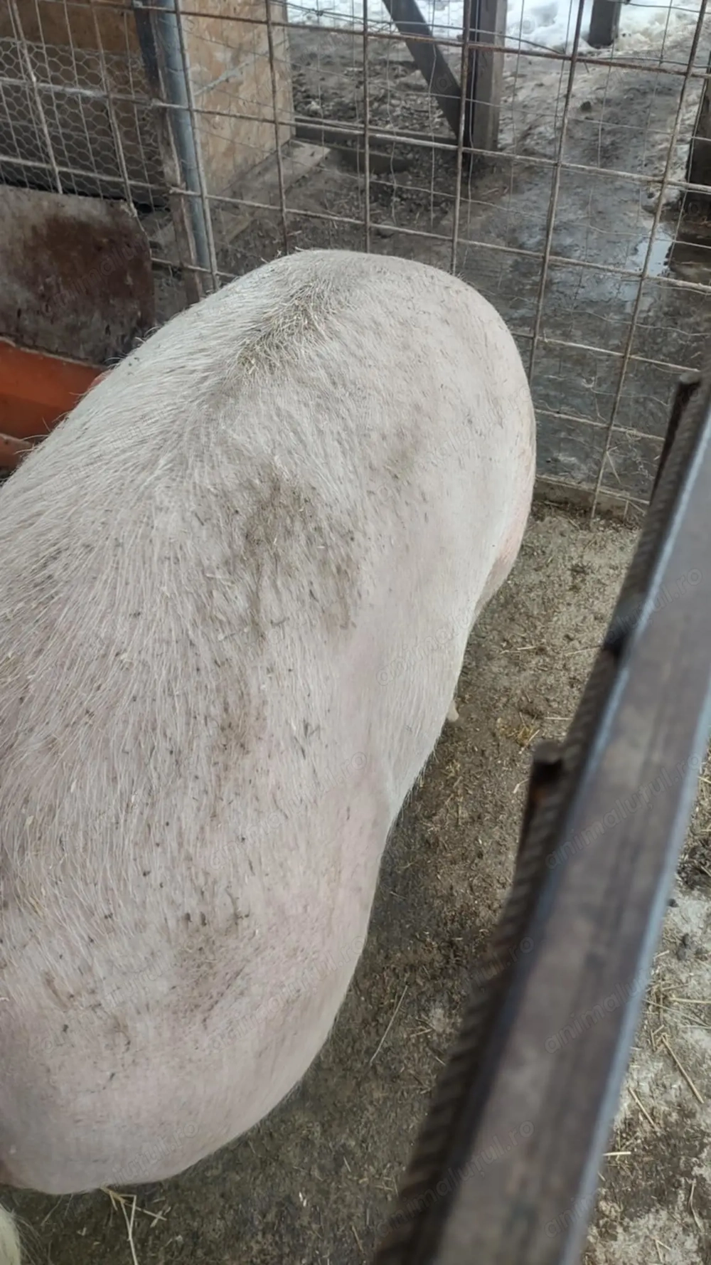 Porci de vânzarea 12 lei kg