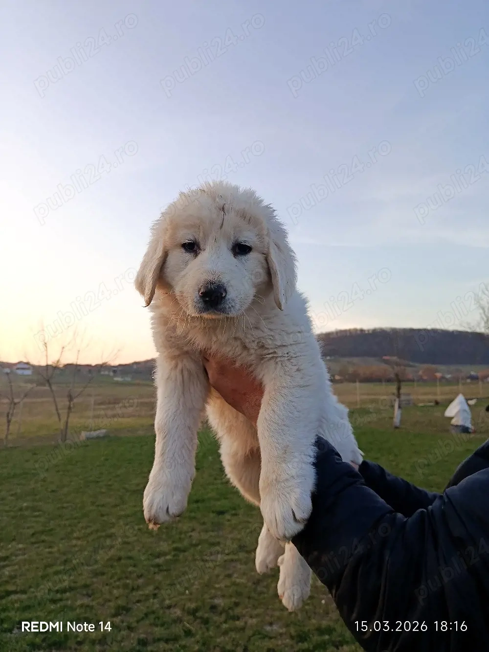căței Ciobanesc Bucovina 
